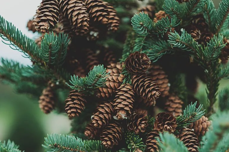 Health Benefits of Pine Essential Oil - Tradeasia International