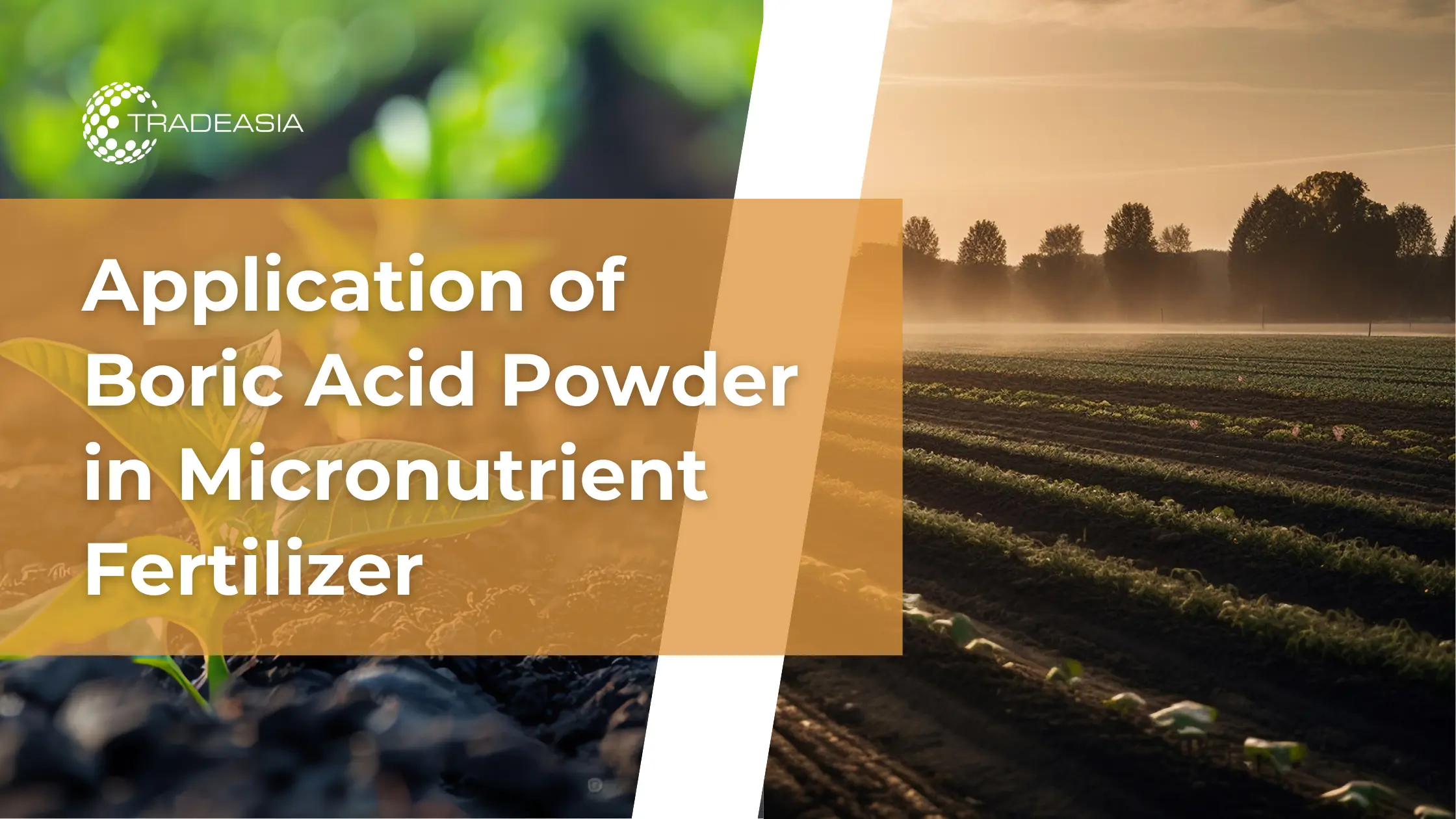 Application of Boric Acid Powder in Micronutrient Fertilizer