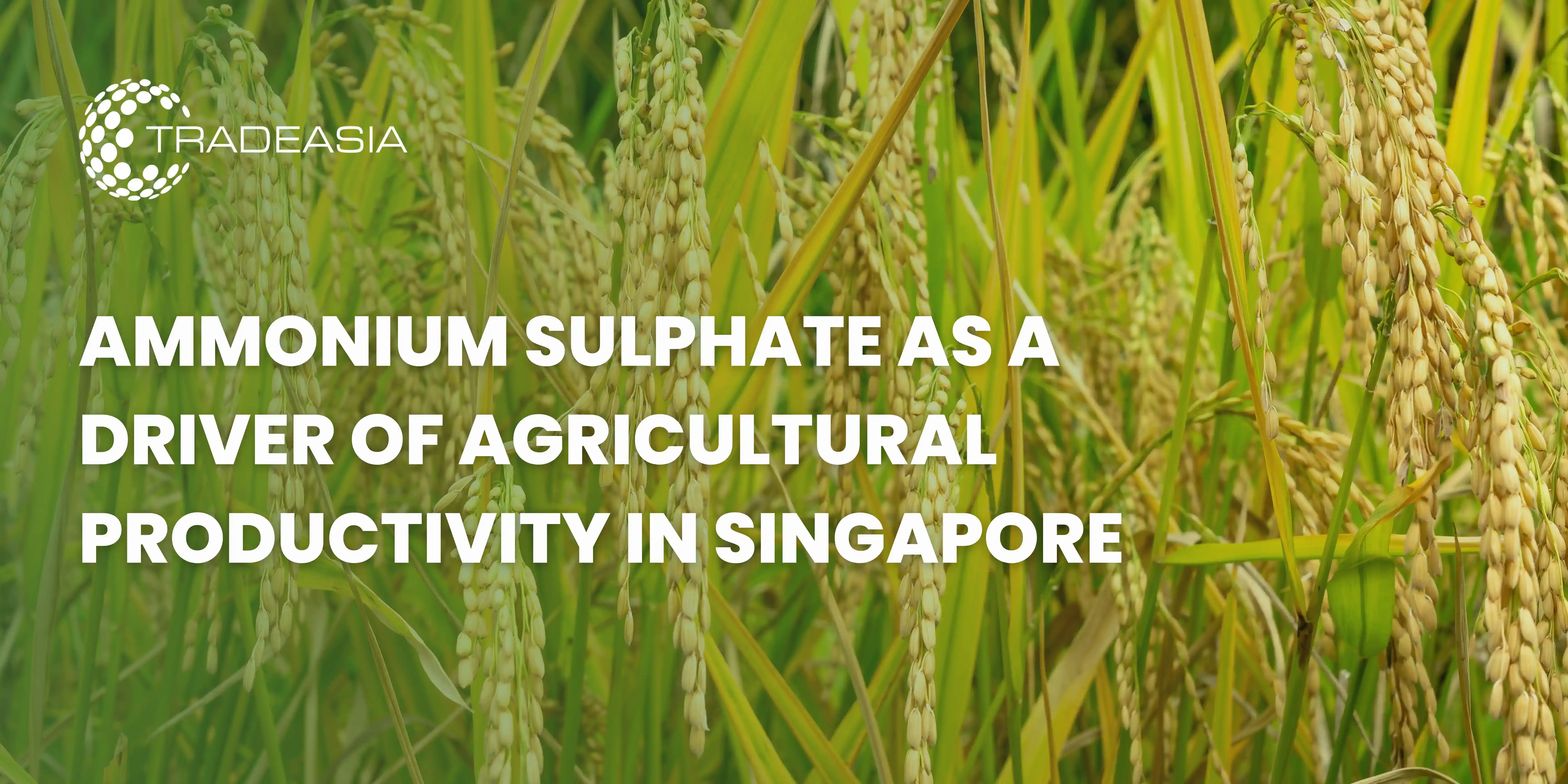 Ammonium Sulphate to Boost Agricultural Productivity in Singapore