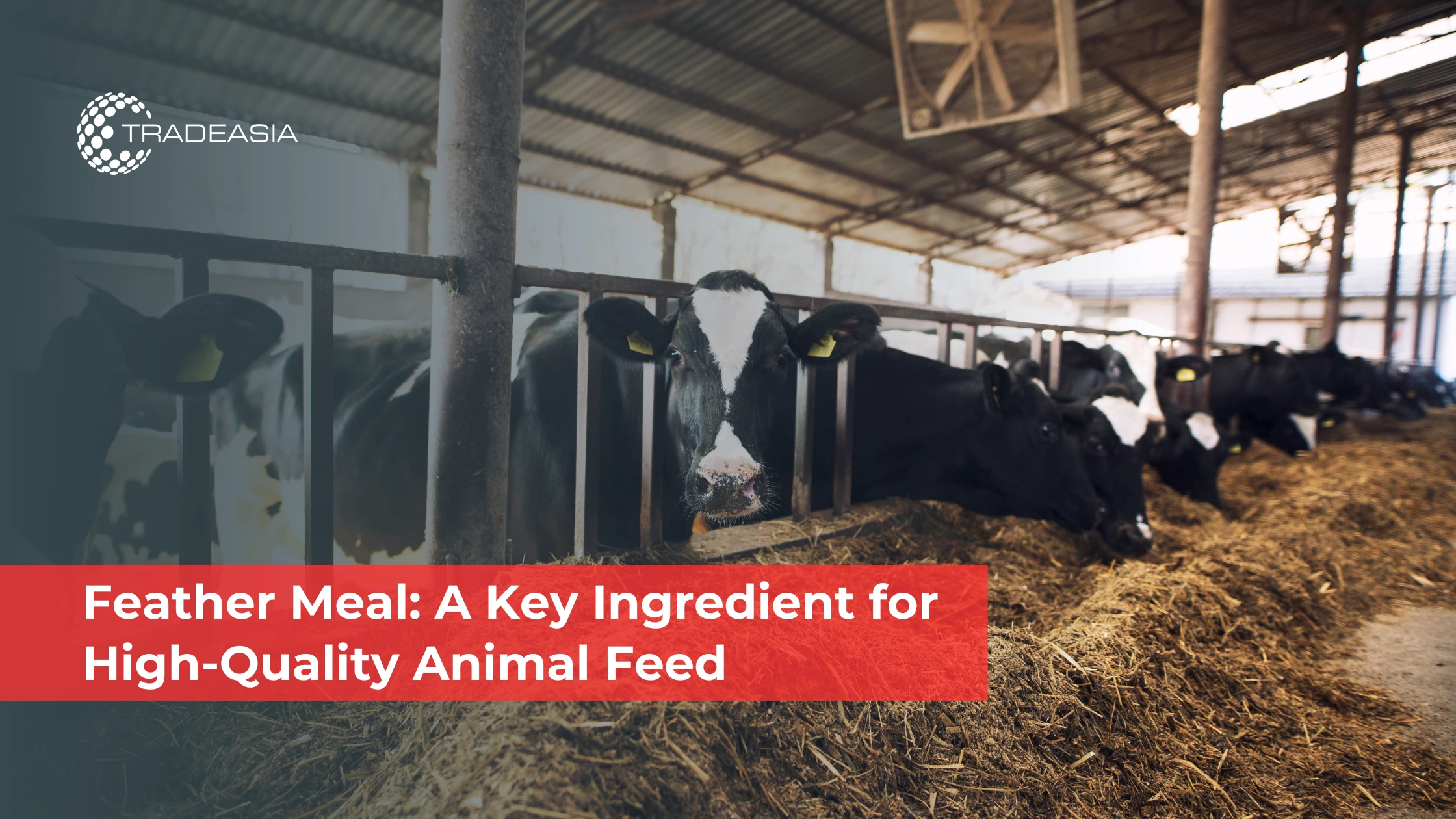 Feather Meal: A Key Ingredient for High-Quality Animal Feed