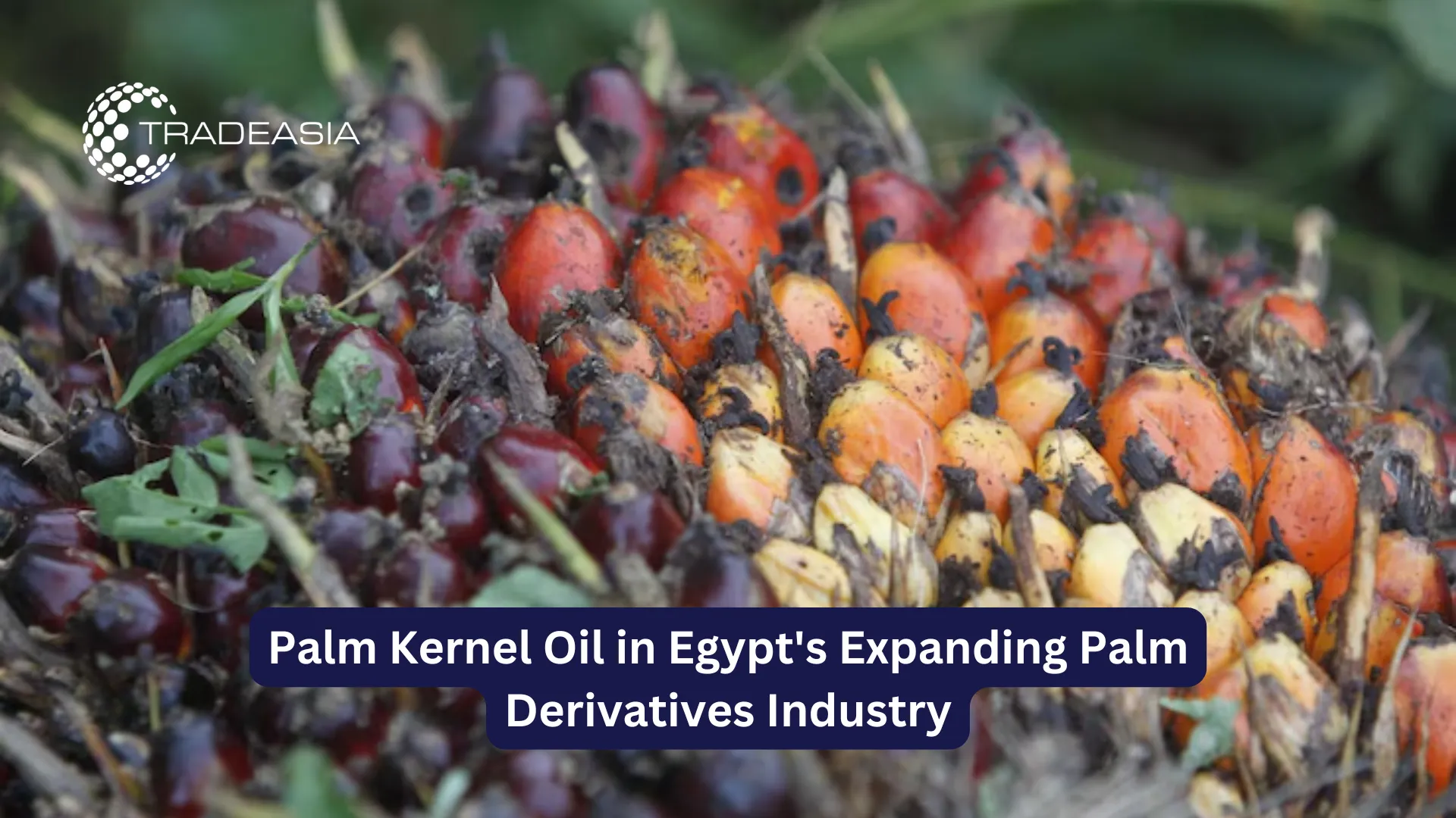 Palm Kernel Oil in Egypt's Expanding Palm Derivatives Industry
