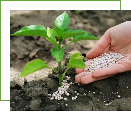 Phosphorus Fertilizer by Tradeasia