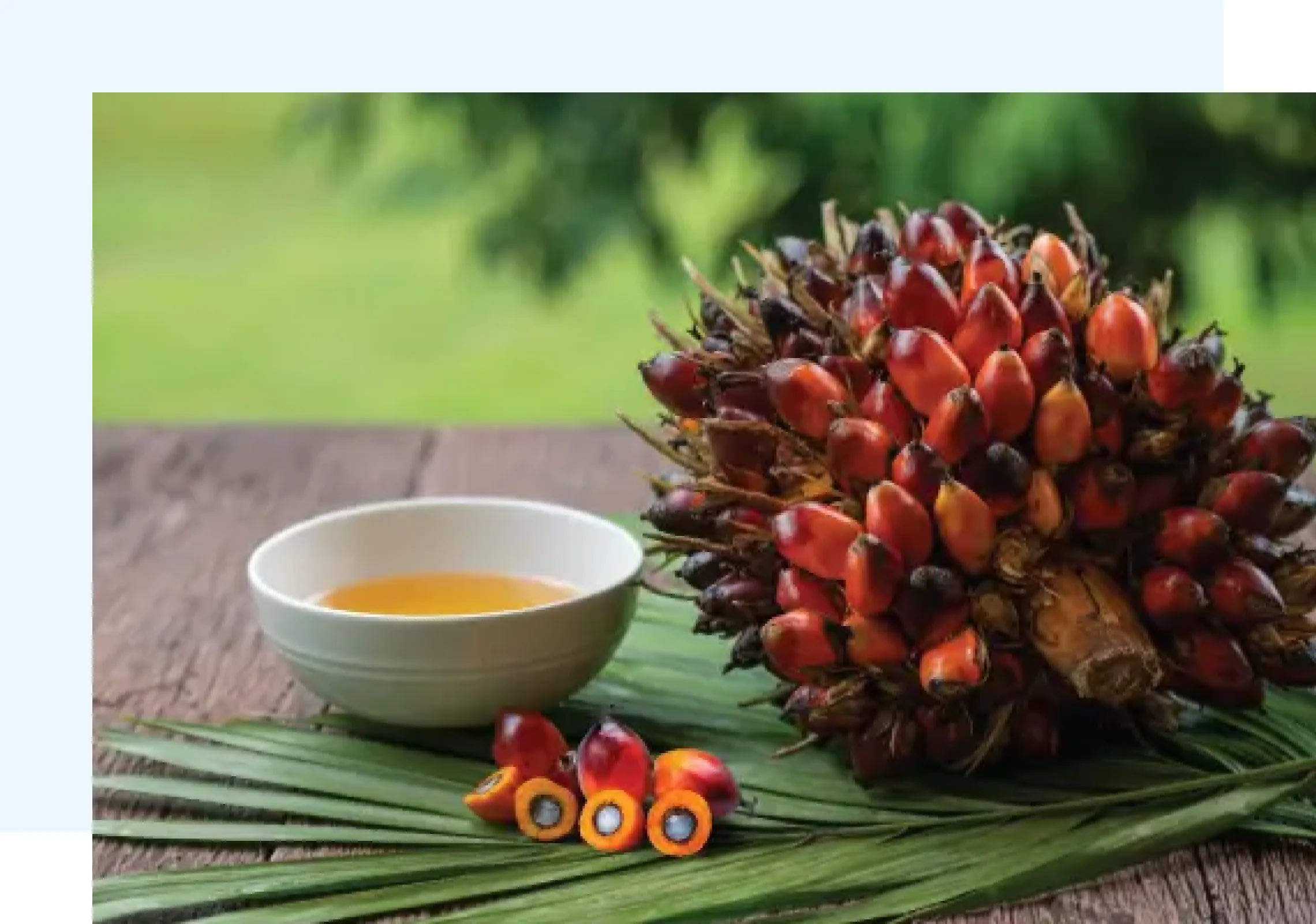 Palm Chemtradeasia